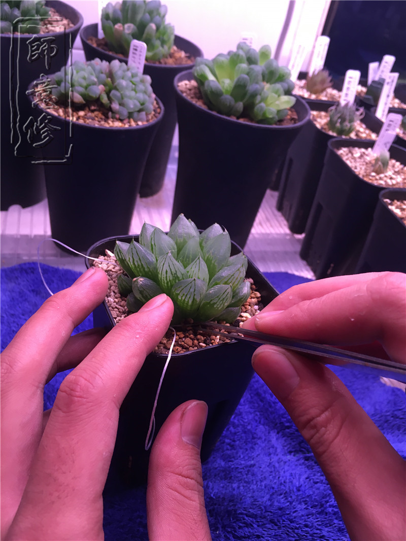 十二卷扦插方法,十二卷叶插教学