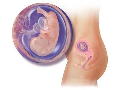 惊奇宝宝第一季,怀孕过程中的十大惊奇发现