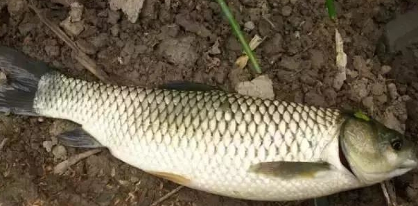 海竿水怪可以钓草鱼吗,海竿串钩挂什么钓草鱼