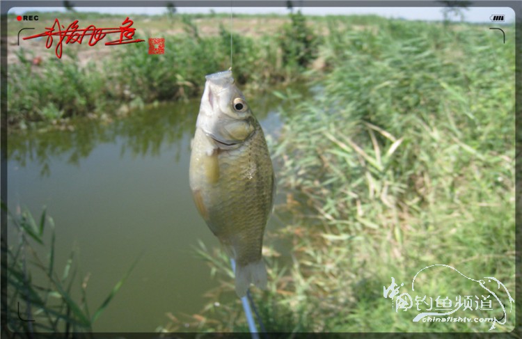 户外野钓小河沟七星鱼,鲫鱼野钓小河沟