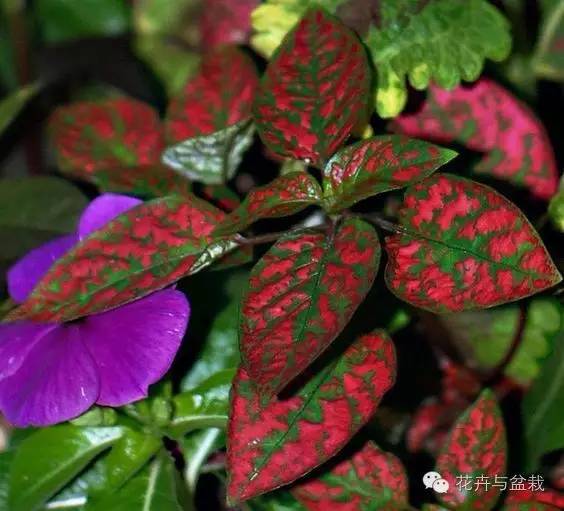 叶子斑斓的植物有哪些,叶子紫色有斑点植物