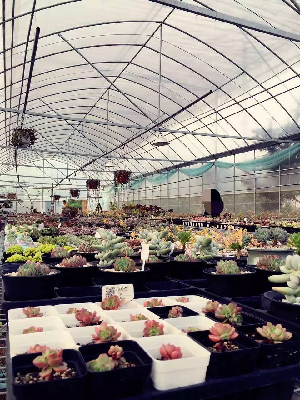 多肉包邮免费送,可爱多肉组合