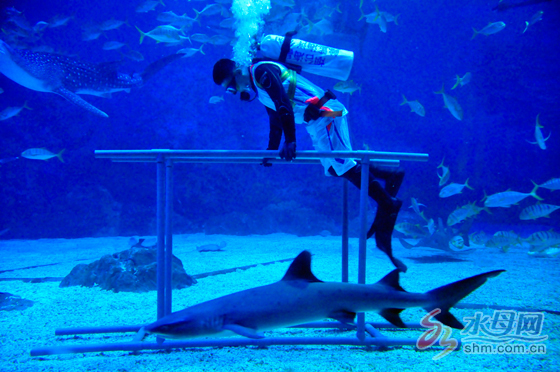 鲸鲨海洋公园,鲸鲨海洋馆表演