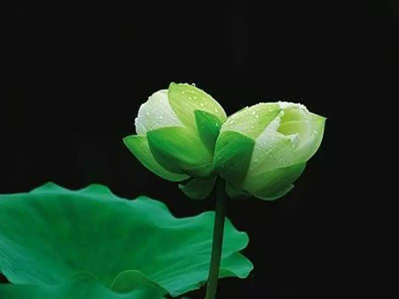 星云大师：夫妇之道有三等，看看你是哪一等？