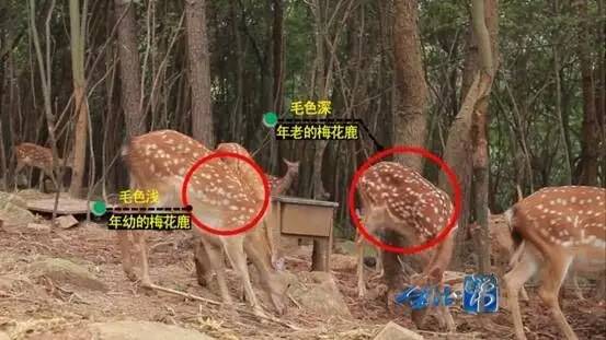 鹿茸滋补讲解,鹿茸在什么季节进补效果最好