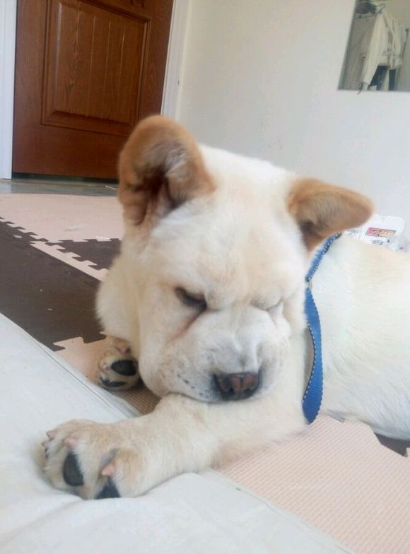 黑松狮长毛和短毛的区别,松狮是长毛的好还是短毛的好