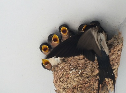 屋檐下面的燕子窝能不能捅,农村小燕子来家垒窝咋办