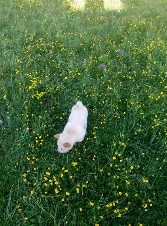 黑松狮长毛和短毛的区别,松狮是长毛的好还是短毛的好