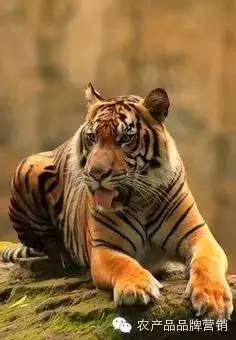 专业生鲜电商,当当、国美和苏宁喊你一起折腾!