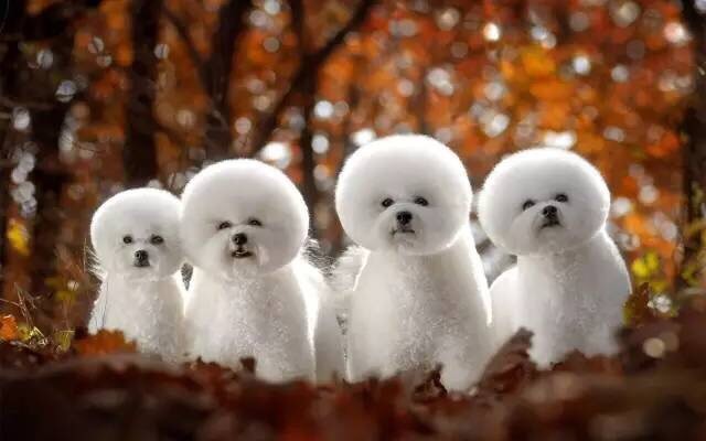 关于狗的经典语录有哪些,你还知道哪些关于dog的短语呢