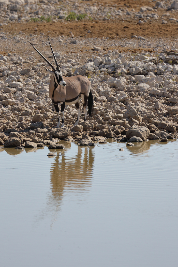 猎豹狂奔与狮子对敌,猎豹奔跑高清震撼视频