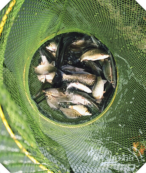 早起的鸟儿有虫吃动画,早起的鸟儿有虫吃故事