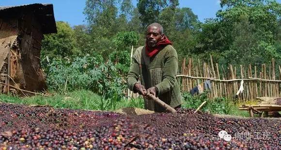 黑蜜处理咖啡特点,咖啡蜜处理风味特点