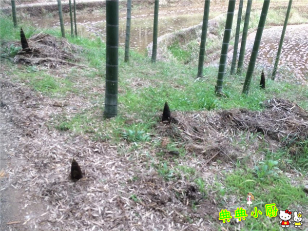 新鲜的小竹笋拿来怎么炒好吃,竹笋烧肉最好吃的做法