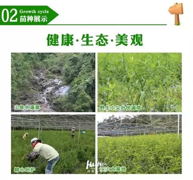 海南特产椰奶清补凉12罐86元包邮 (淘宝上的海南特产比实体店便宜)