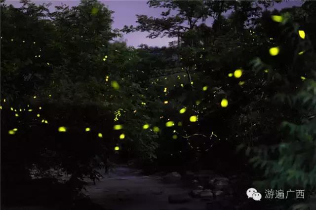 广西乐业出现神秘萤火之光，堪比美国大片！