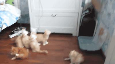 速度不知道快不快！你这网吧高是高，老板