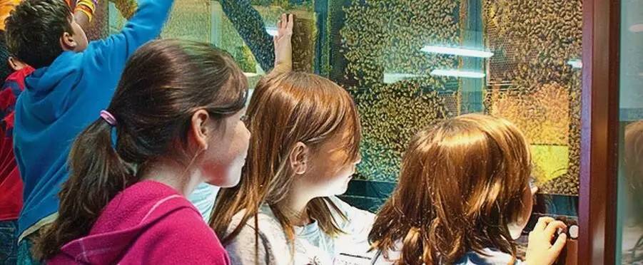 老中医蜂蜜系列,老中医生姜蜂蜜