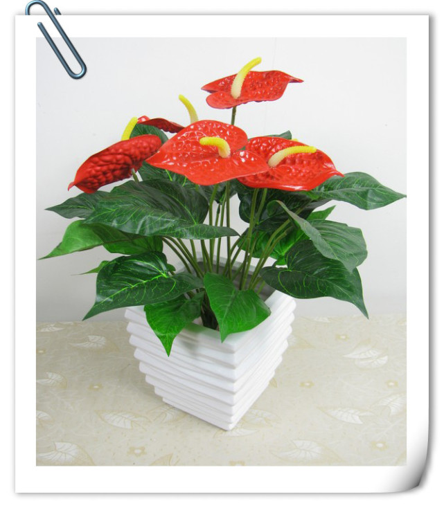 红掌家庭养法,养花大全红掌为什么不开花