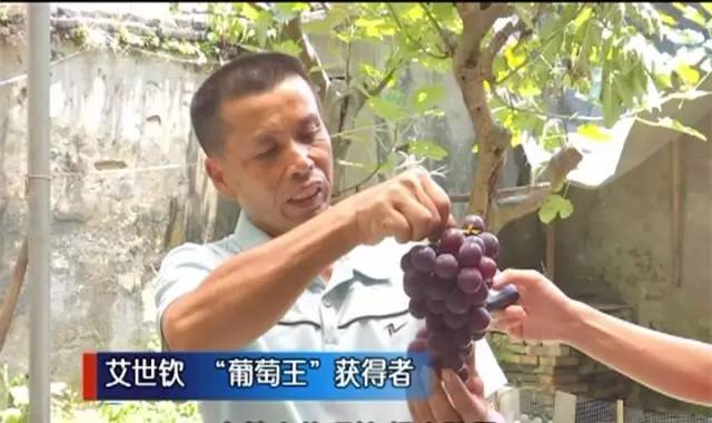 闽北葡萄又一村,教您如何挑选葡萄王