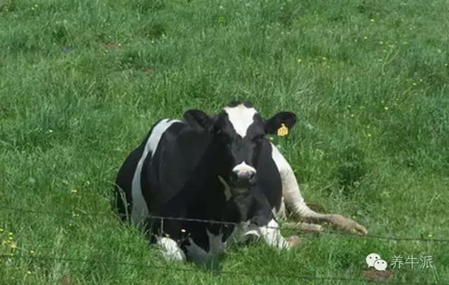 孕牛270多天的胎动症状,怎么缓解胎动给孕妇的不适感