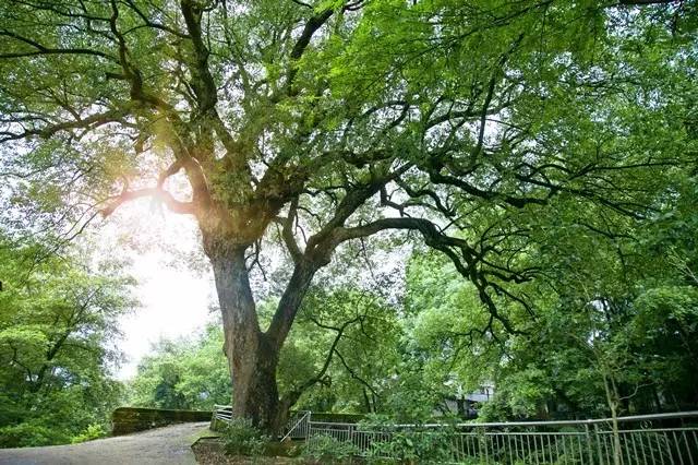 溯溪探险浏阳,浏阳旅游十大必去景区排名