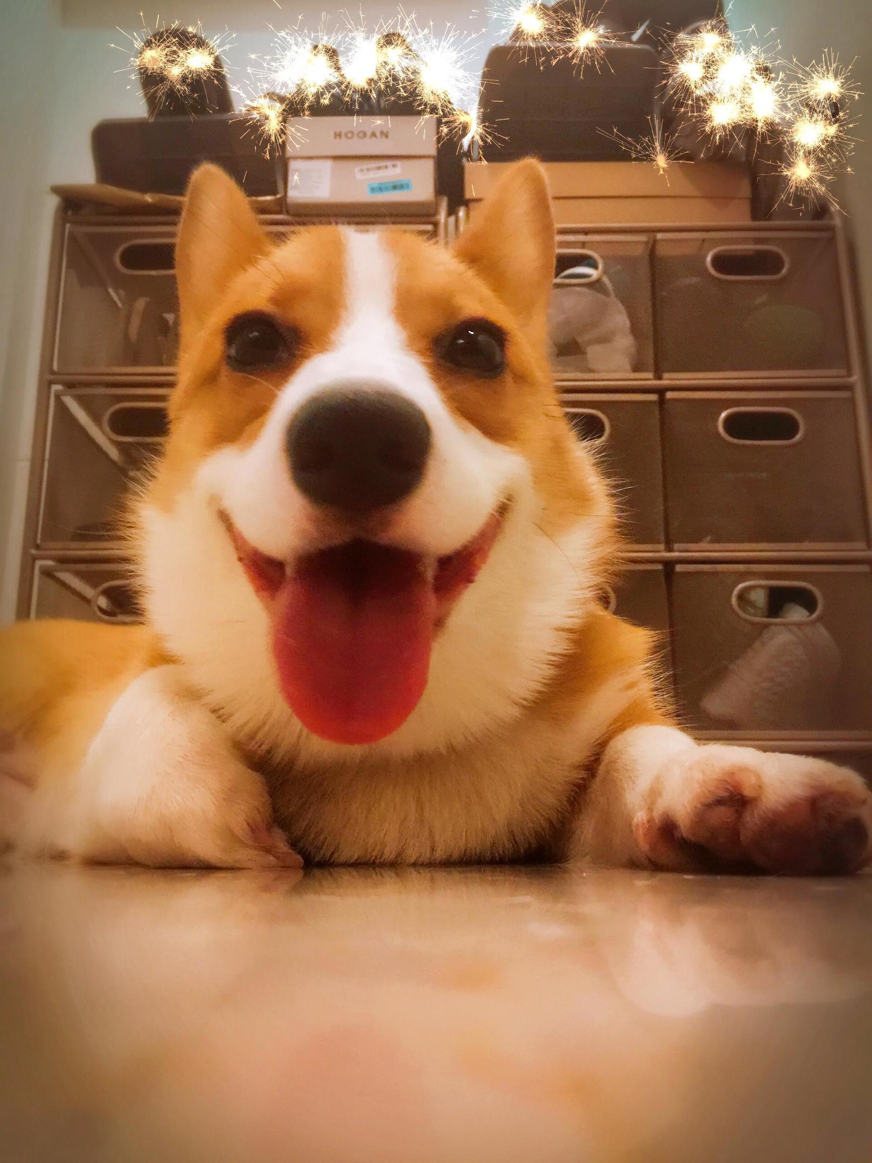 宠物大头照特效,宠物大头头像