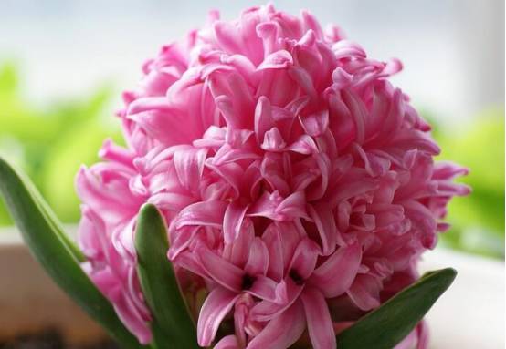 七夕送花怎么送比较合适,七夕送花小妙招