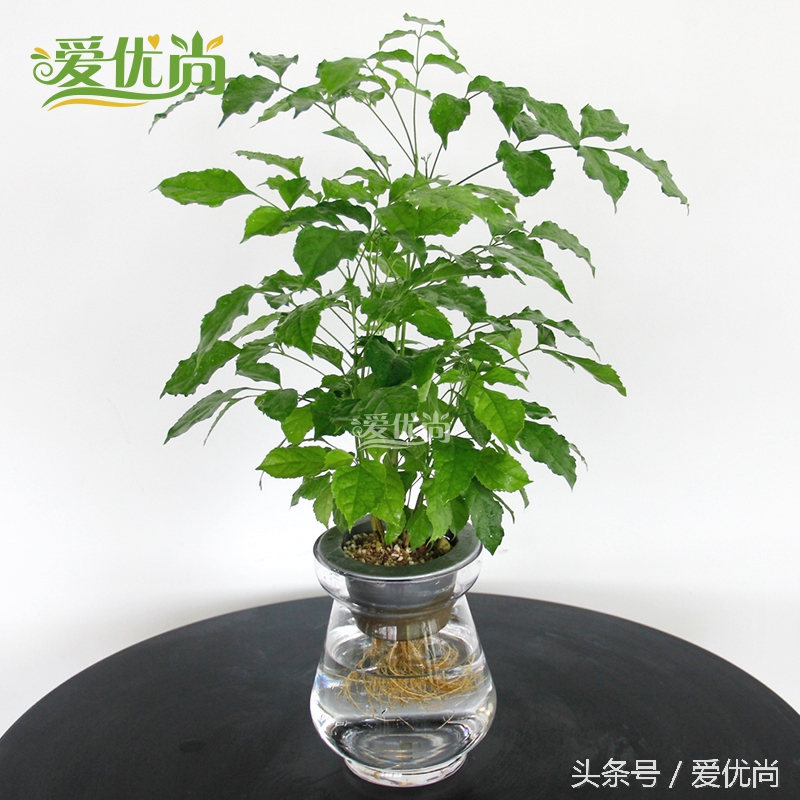 超实用水培植物怎么养,最适合懒人养的4种水培植物