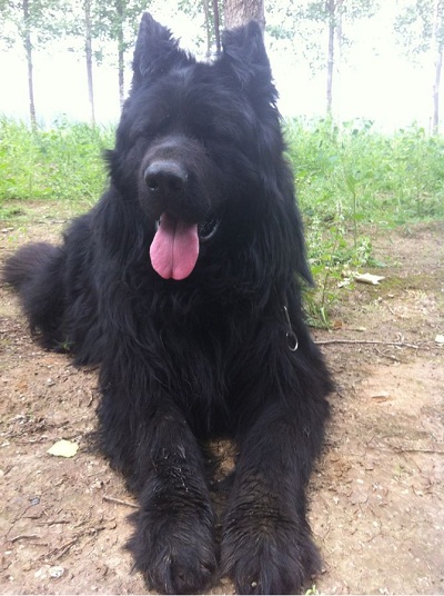 黑熊犬性格怎么样,黑熊犬性格