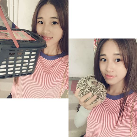 我家非洲迷你刺猬土豆的106天胖萌日记