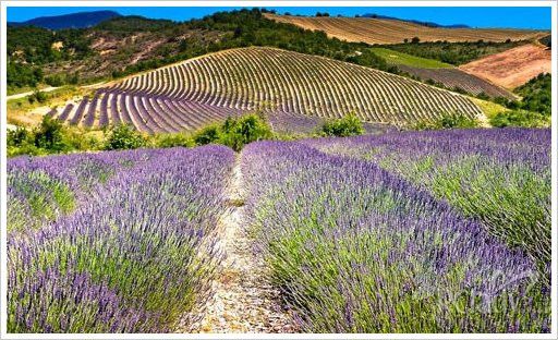 走近美国（一）亚拉巴马州的过去和今天