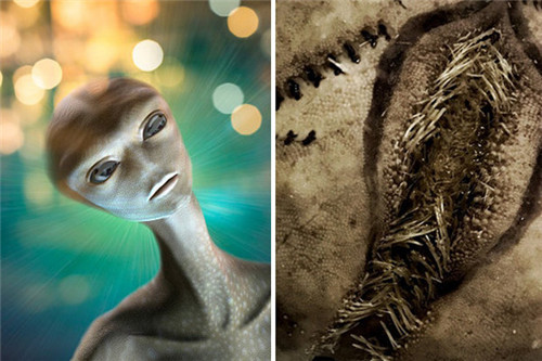 海边发现诡异的巨型鱼,史上最奇怪的异形蛋