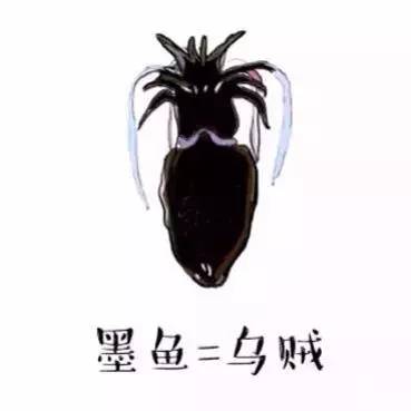 墨鱼乌贼章鱼鱿鱼到底有什么区别,一张图鱿鱼章鱼八爪鱼墨鱼的区别