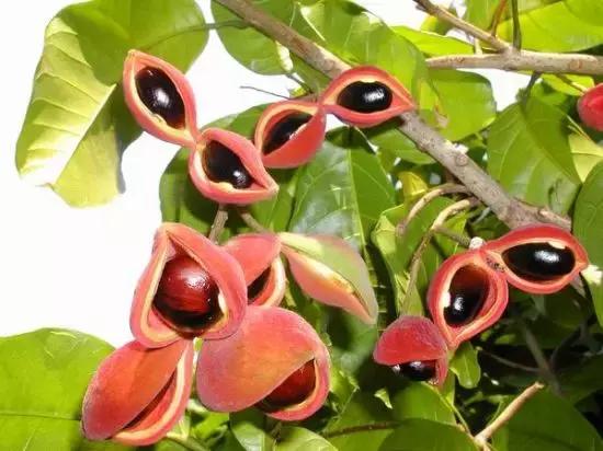 清远人，这种叫“频婆”的果子你还记得吗？