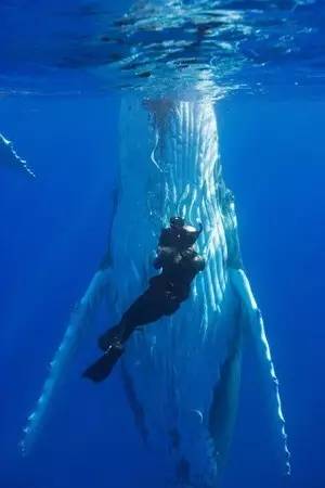 中国去汤加需要签证吗,中国去汤加怎么去