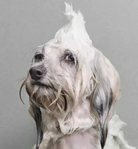 狗狗领回家多久可以训练呢,狗狗新手上路请多关照