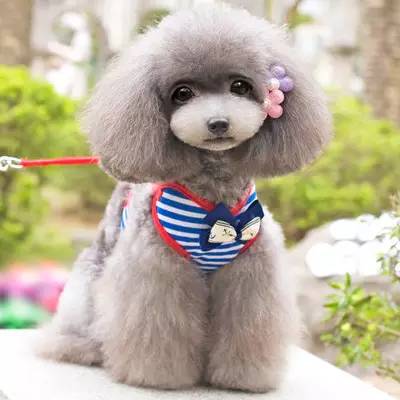 狗狗领回家多久可以训练呢,狗狗新手上路请多关照