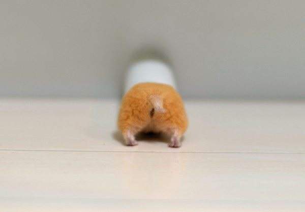 仓鼠的尾巴大大的,仓鼠的屁屁很萌