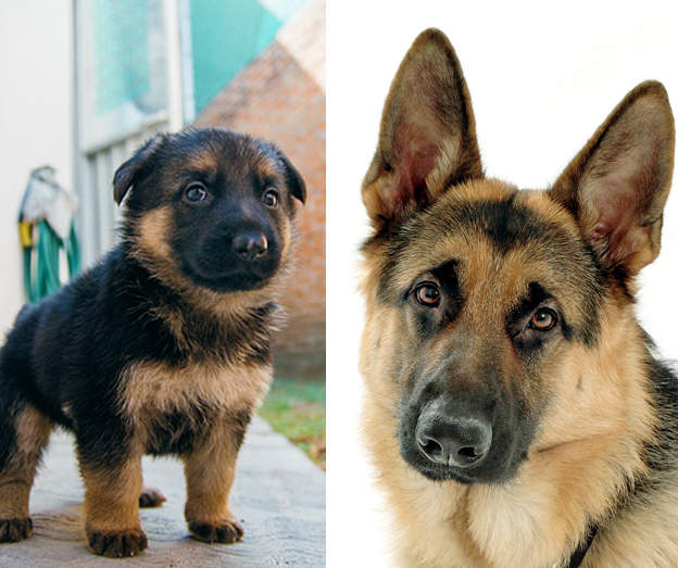 德国牧羊犬耳朵的标准,德国牧羊犬耳朵外翻怎么回事