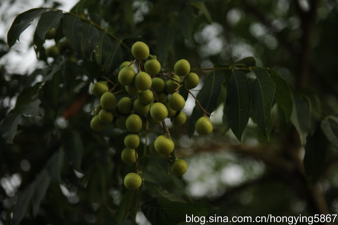 三明建宁：曾经软禁过二战谍报奇才的闽北小城