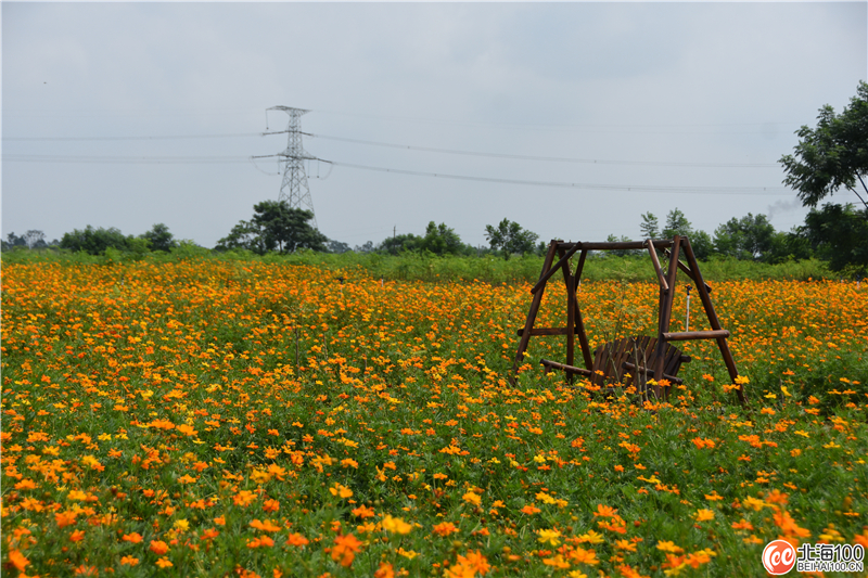 周末去哪儿玩？小编带你去合浦七里香茶庄园和石康镇“小村故事”