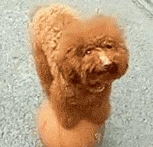 最适合12星座养的小狗狗,十二星座之星座狗