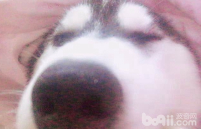 二哈狗爪子被咬了,二哈被小狗咬伤