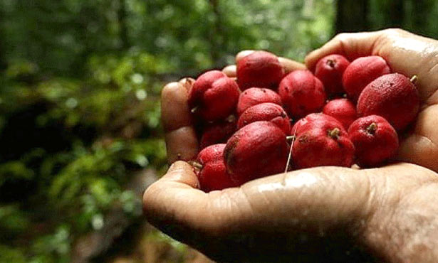 澳洲最好的抗癌药品,澳洲癌症新药研究出来了吗