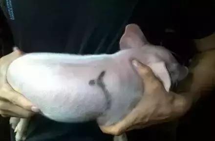 图文详解：猪的全部注射给药方法和注意事项