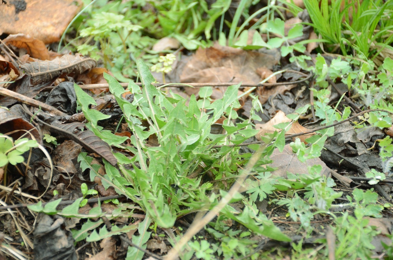 孕期喝什么茶比较好,孕期喝什么茶好下奶