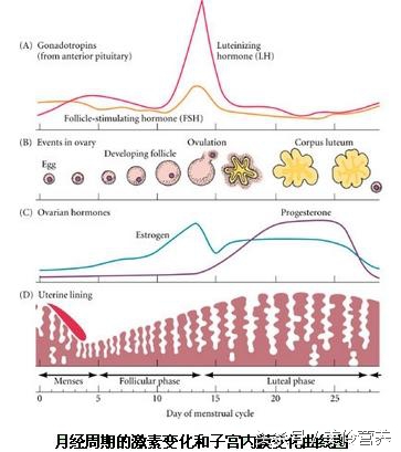 女性生理期减肥好不好,生理期可以辟谷减肥吗