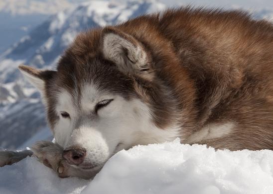阿拉斯加犬好训吗,阿拉斯加雪橇犬好养吗