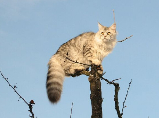 缅因库恩猫白色,缅因库恩猫很少人养